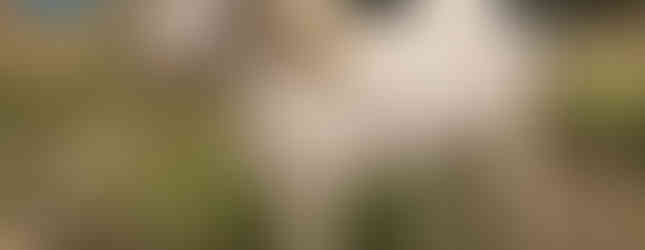 Cremello Icelandic Horse