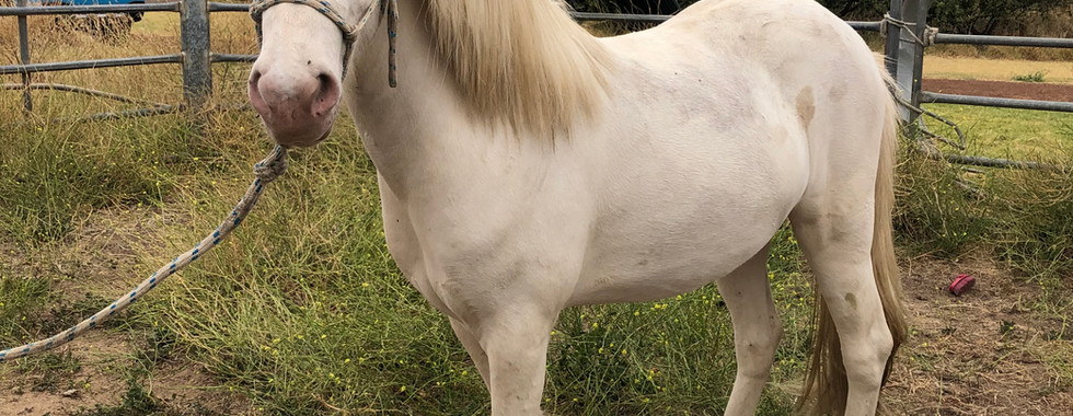 Cremello Icelandic Horse