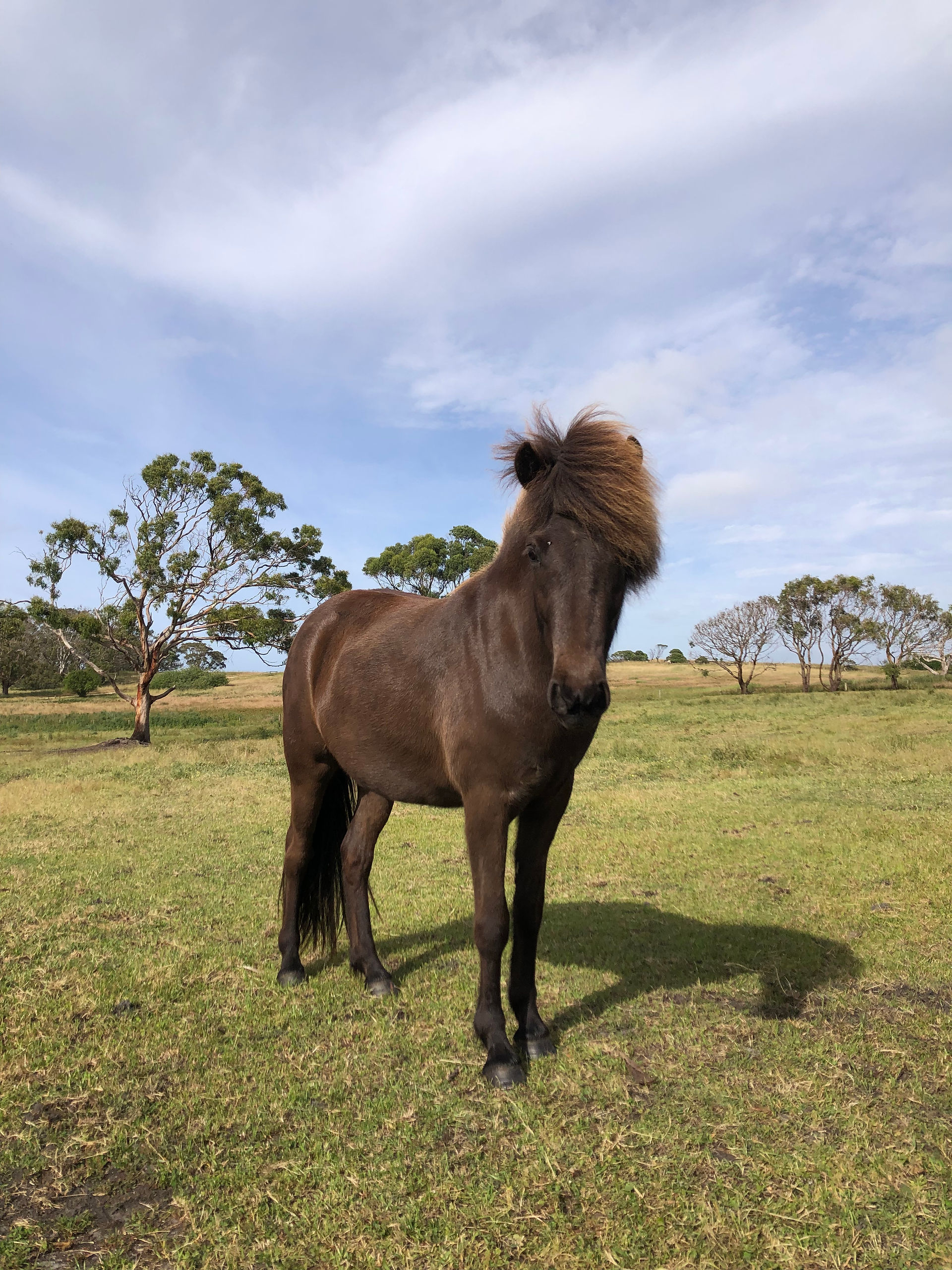 Smokey Brown Icelandic horse