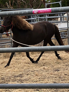 2026-02-28 10.41.19 feather.jpg