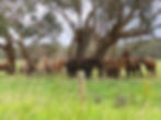 herd at eden