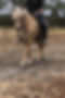 Morgundis ridden.jpg