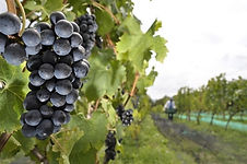 Viñedos en Sáchica Boyacá