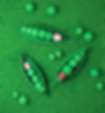 ree