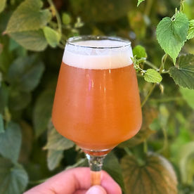 Two Many Pines is an exclusive, taproom only variant of our Michigan hopped IPA, Twin Pines.
Brewed with locally-foraged Spruce tips and aged with Spanish Cedar, Two Many Pines has, well, two more pines than its sibling beer. This passion project has paid off — flavors of gin-like botanical spice, bitter citrus, inviting cedar, and lingering, resinous pine sap characterize this one of a kind meditation in a glass.