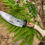 Thumbnail: Knife 267  Masur Birch Backwoods Hunter