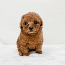 トイプードル子犬