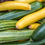 Thumbnail: Summer CSA sign up