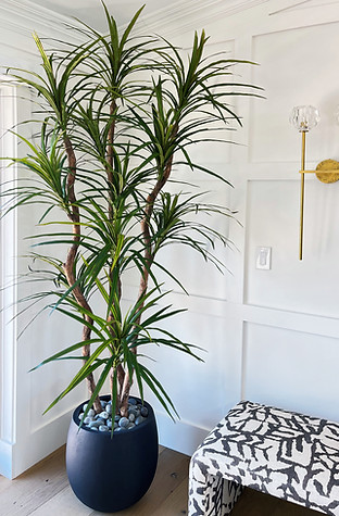 Thin-Leaf-Marginata.jpeg