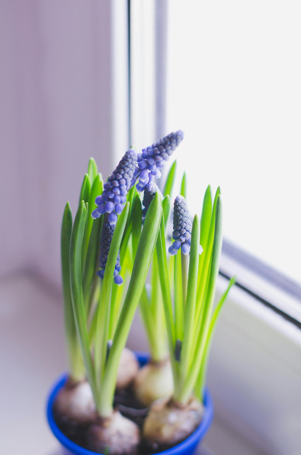 budding blue spring flowers