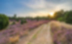 landscape with blooming erica and juniper bushes in the Luneburg heather near Wilsede Moun