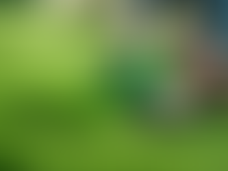 Top-rated Murwillumbah Lawn Care Company