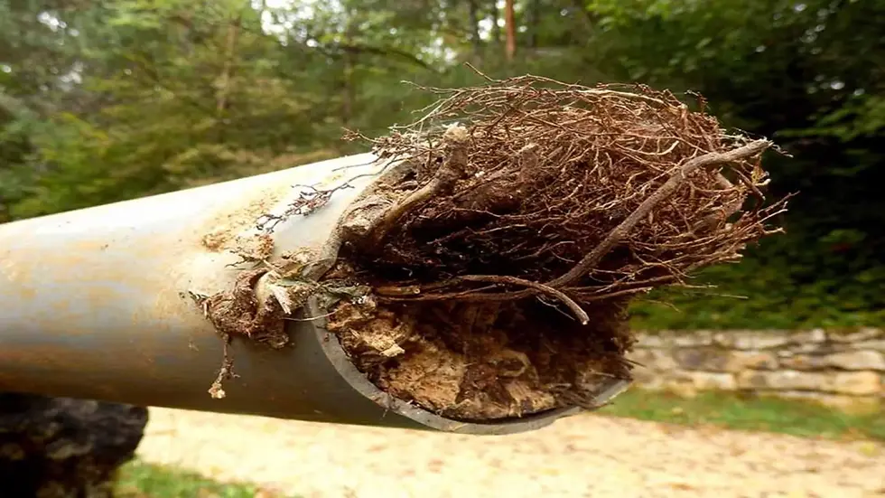 Tree roots inside a drainage pipe
