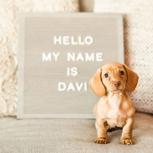 New Puppy Announcement | Davi the Dachshund