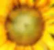 sunflowers-are-just-so-nice-to-look-at-v0-folwlbbuwwca1.webp