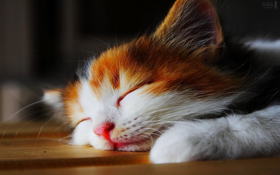 cat5