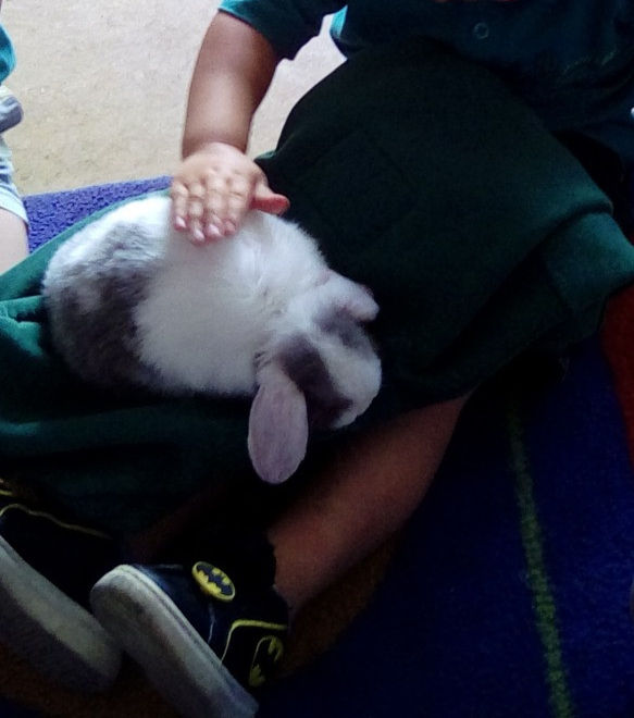 Pet an animal