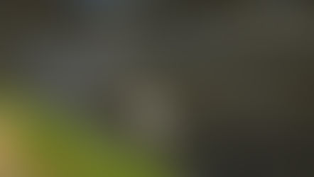 Primrose Nature: 10 Cool Facts About Little Egrets