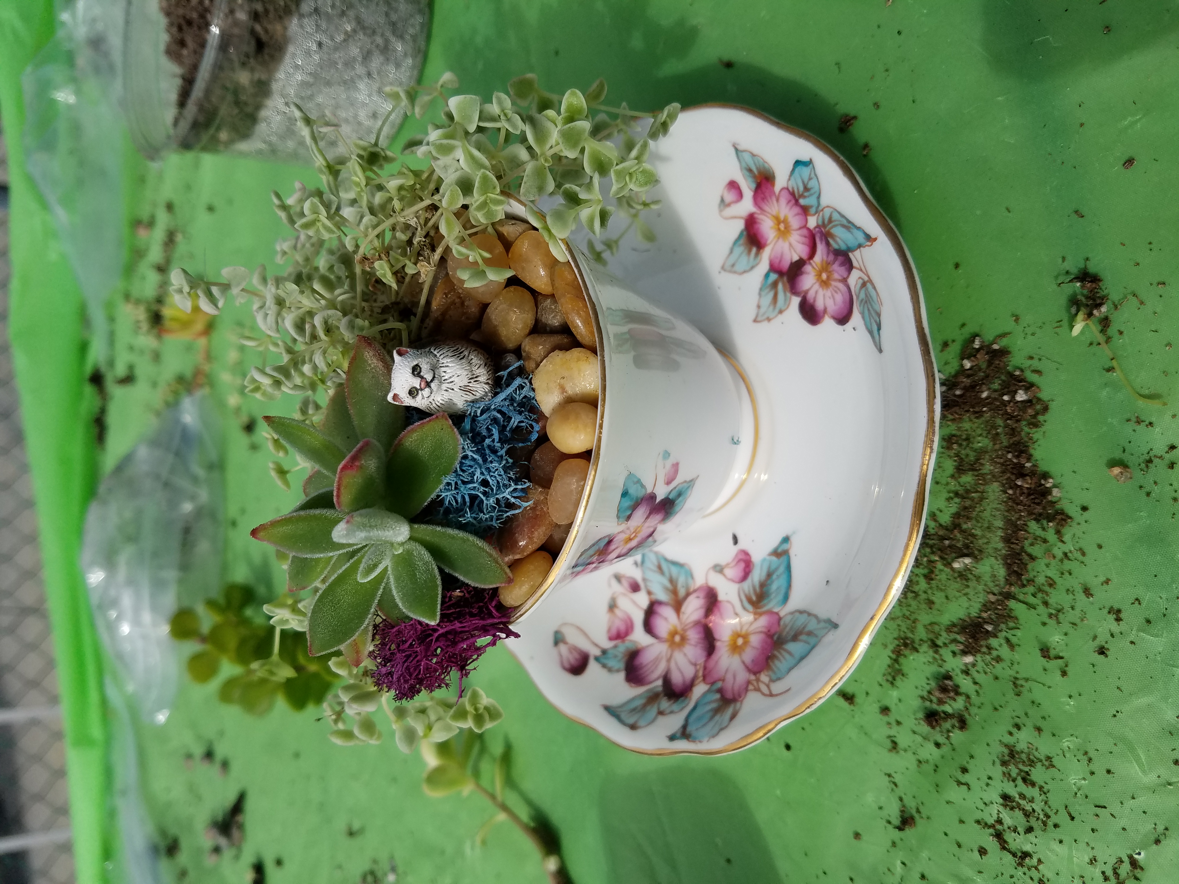 Miniature Tea cup garden