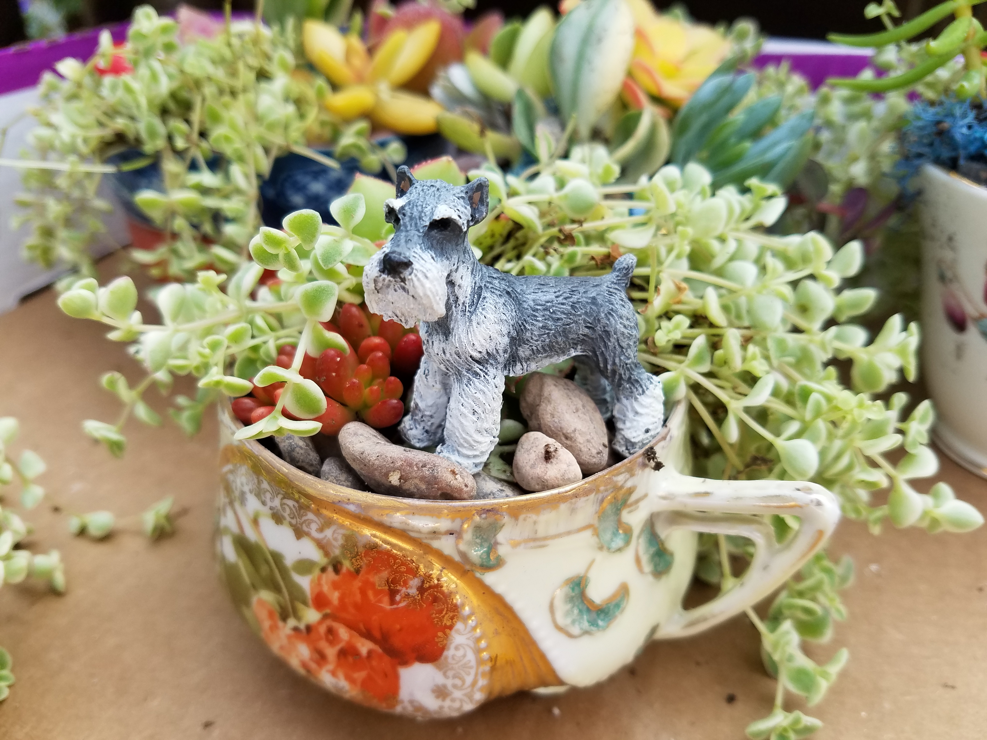 Miniature teacup garden