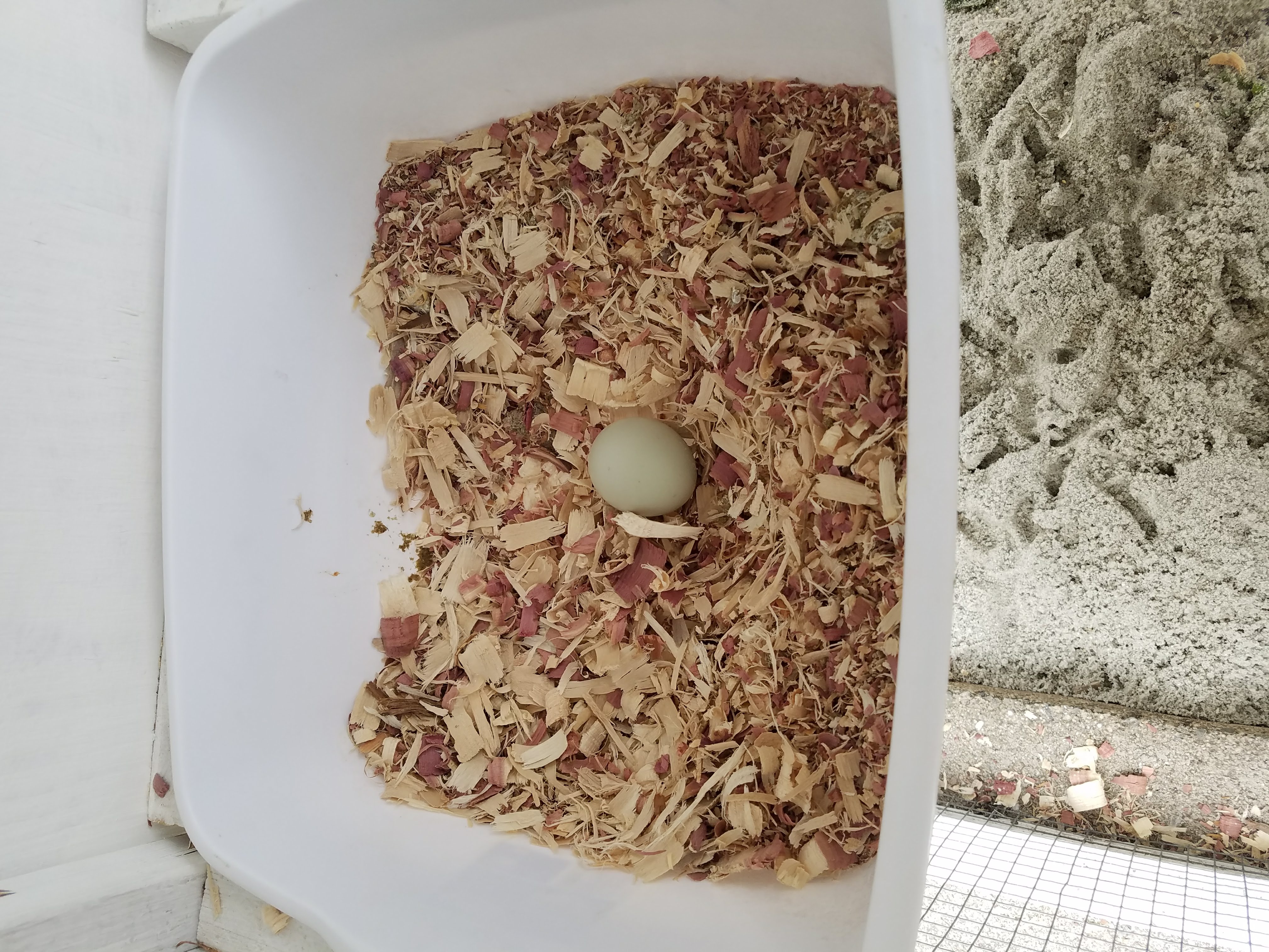A Freshly Laid GREEN Egg!