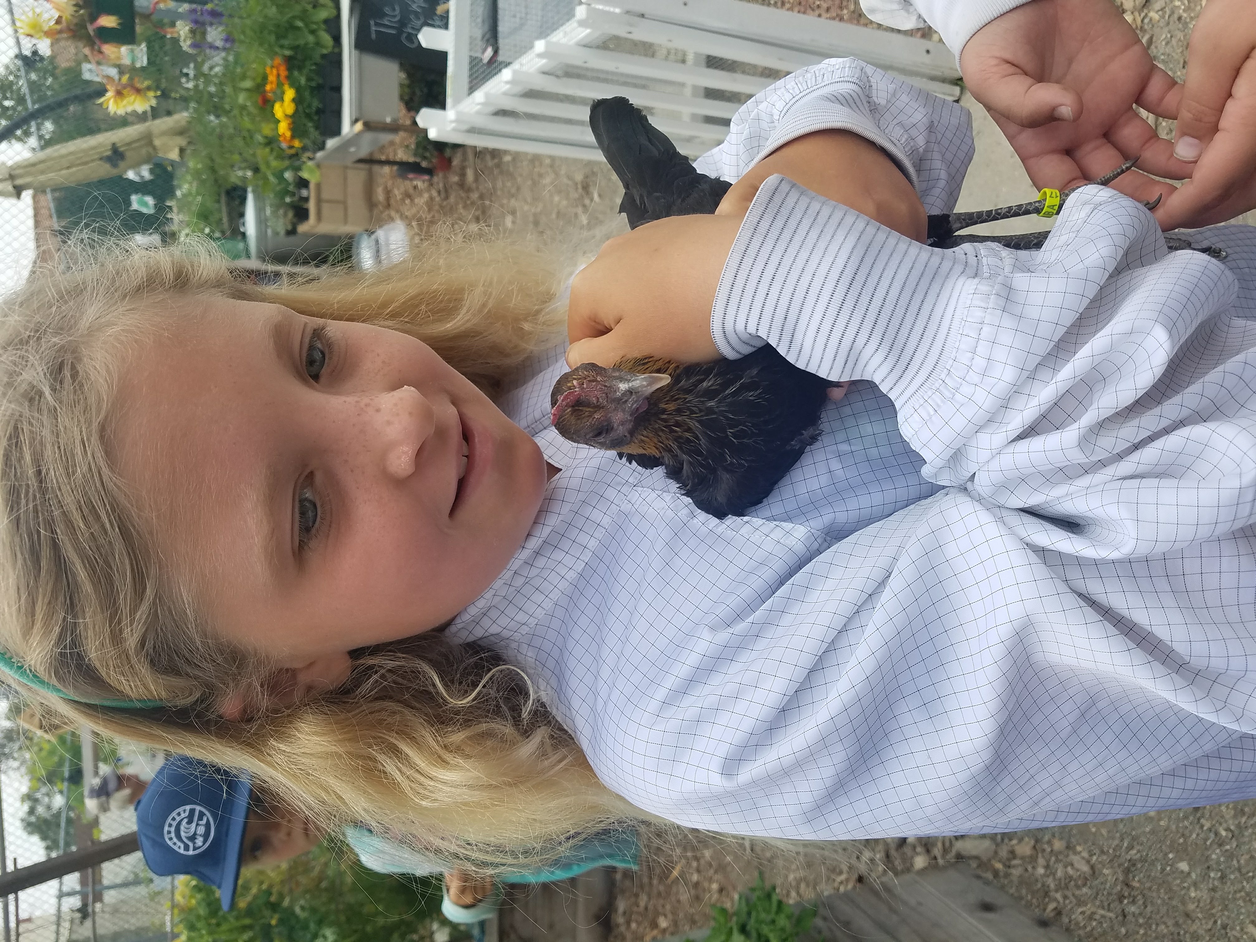 A scholar with our newest hen