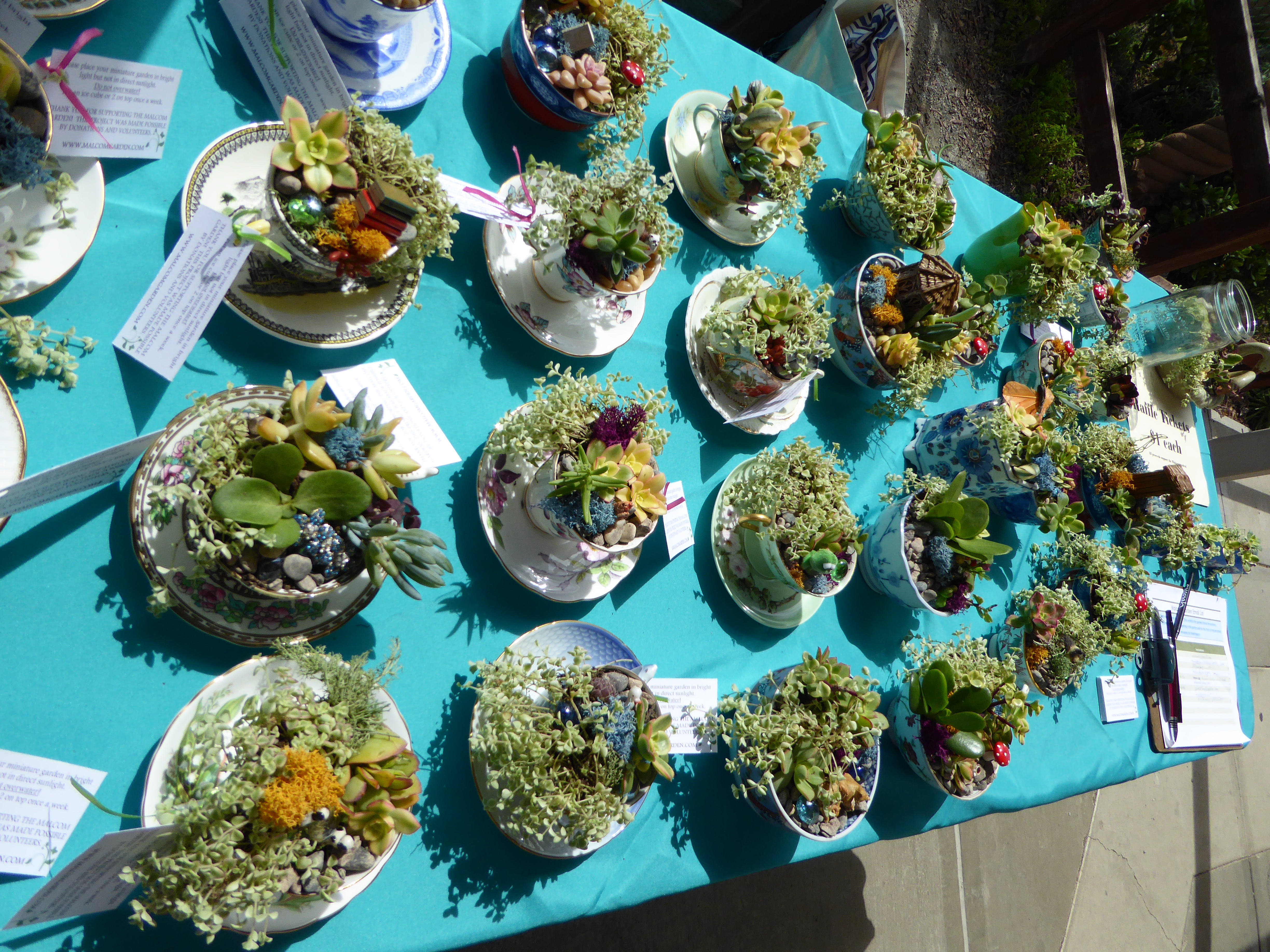 Miniature Tea cup Gardens