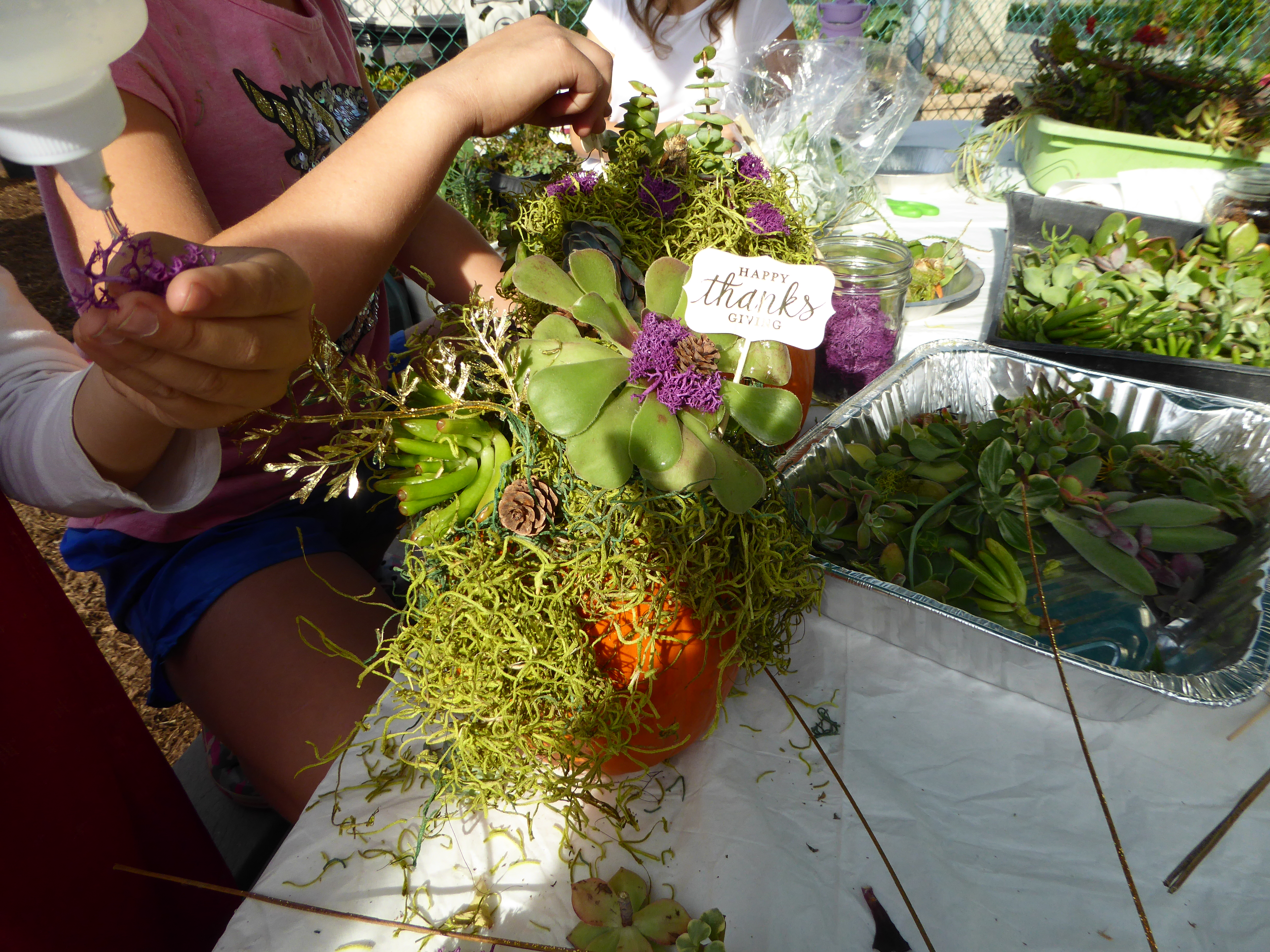 Pumpkin succulent centerpiece class