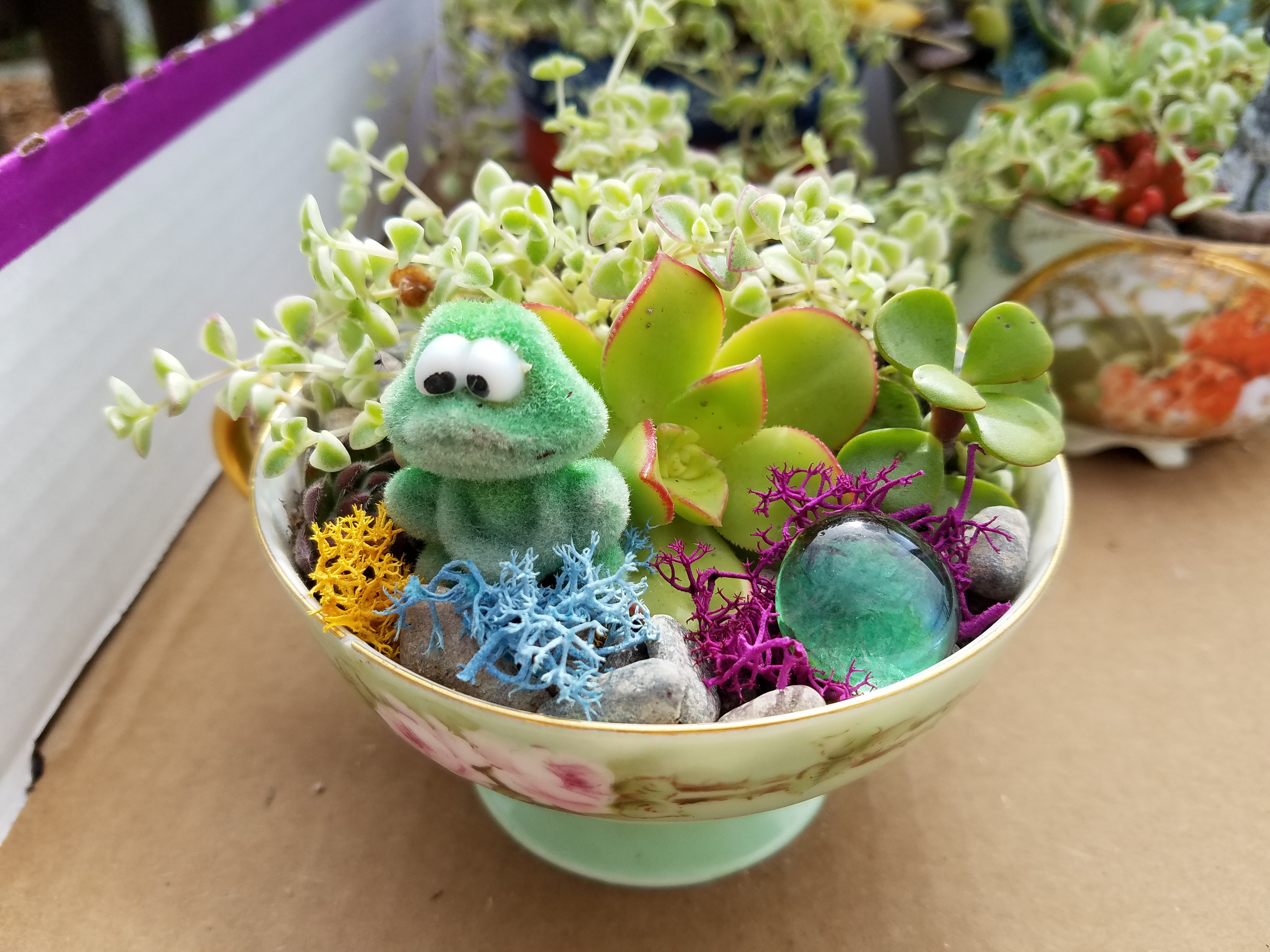 Miniature garden with frog