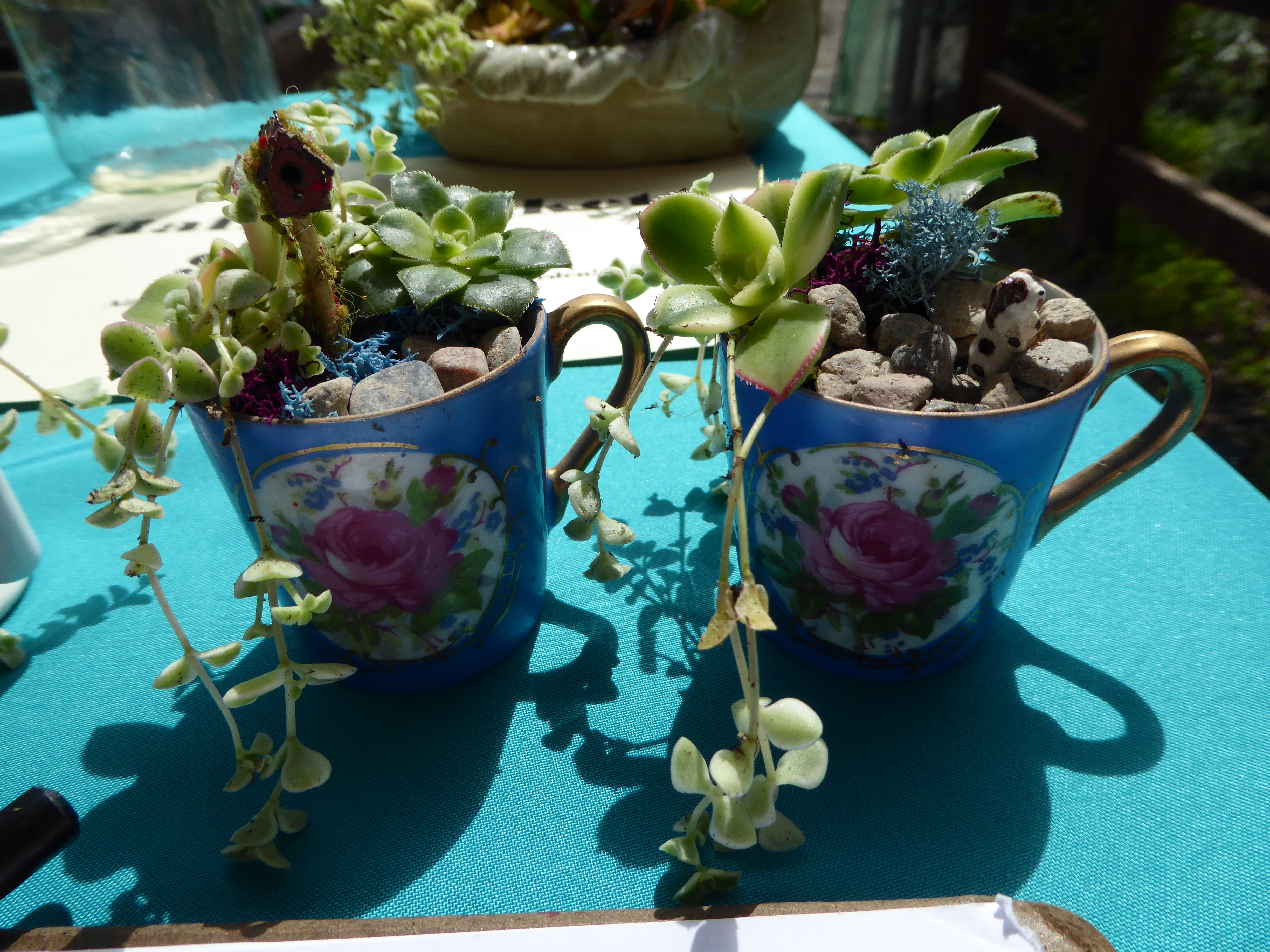 Super tiny teacup gardens