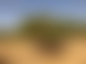 THE PISTACHIO TREE: WHERE IT ALL BEGINS