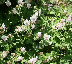 Geranium x cantabrigiense 'Biokovo'