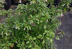 Fuchsia 'Chance Encounter'