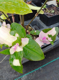 Tradescantia x andersoniana 'Blushing Bride'