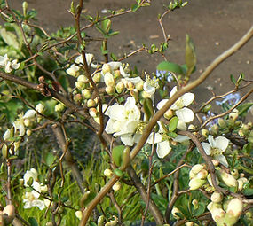 Chaenomeles japonica 'Contorta'