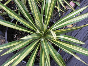 Yucca filamentosa 'Golden Sword'