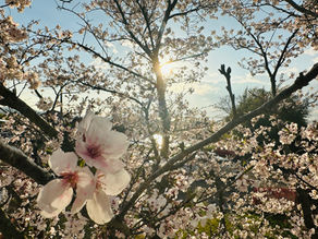 SAKURA GARDENのお花見2026【当日編②】