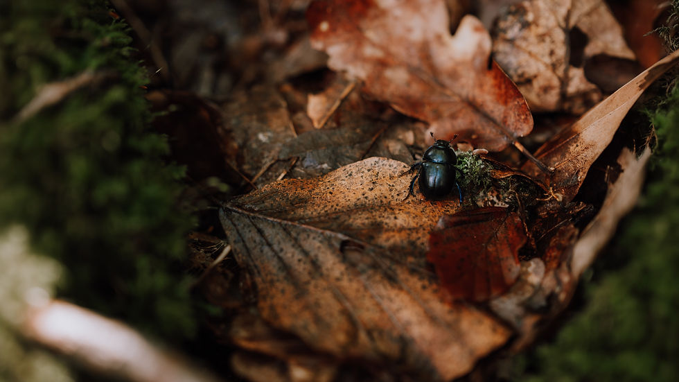 En liten skalbagge på höstlöv i skogen – en stillsam naturbild som speglar närvaro och de små detaljerna i livet hos Pure Imperfection.