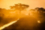 A safari vehicle on a dusty road, silhouetted by a warm orange sunset and tall trees.