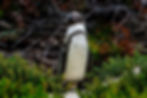 A black-footed penguin stands among green plants with a rocky background.