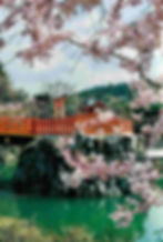 Cherry blossoms frame a red bridge and temple by a green pond under a blue sky. 