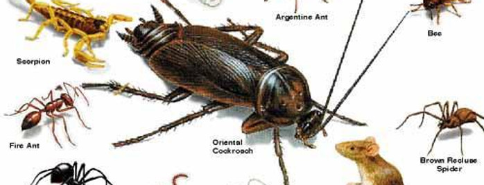 Pests1.jpg