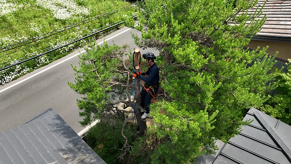 伐採施業中