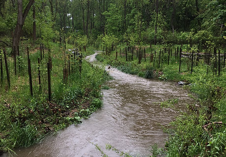 Genora Stream - After.JPG