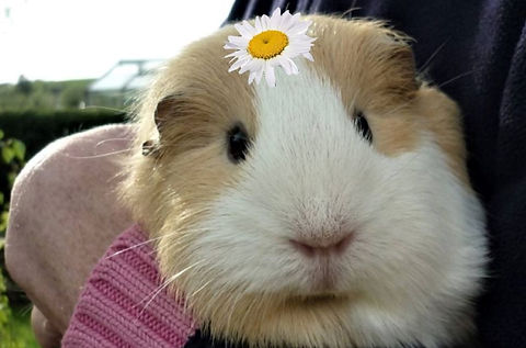 Queenie.daisy.jpg