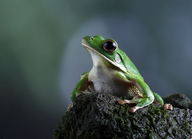 shutterstock_2224842297.jpg