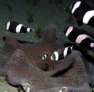 Saddleback_anemonefish.jpg