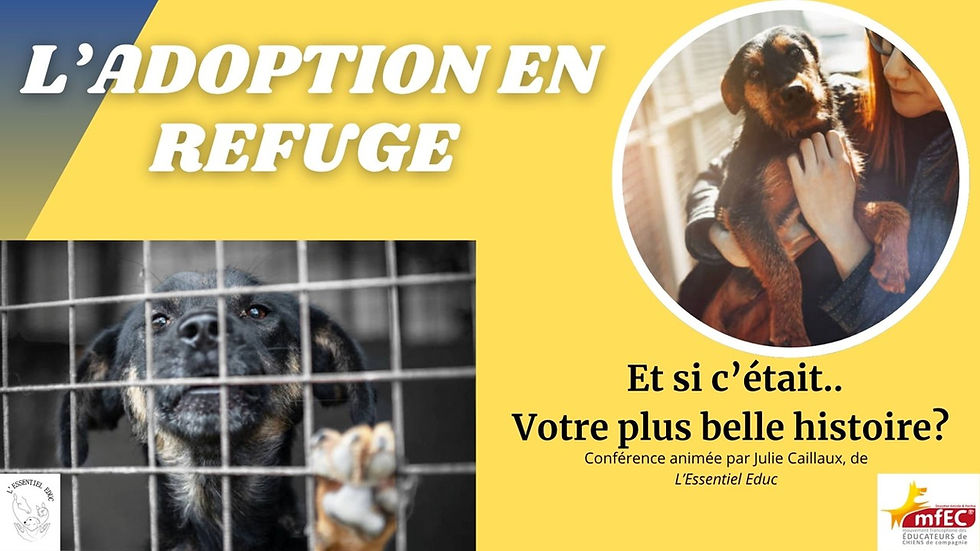 Retour sur ma conférence au Salon des Animaux de Meaux : bien se préparer à l'adoption d'un chien de refuge