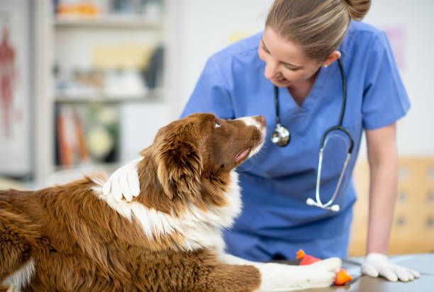 Vétérinaire en blouse bleue souriant à un chien brun et blanc sur une table d’examen, en clinique.