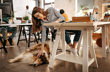 Le chien en entreprise peut poser un cadre de bien-être